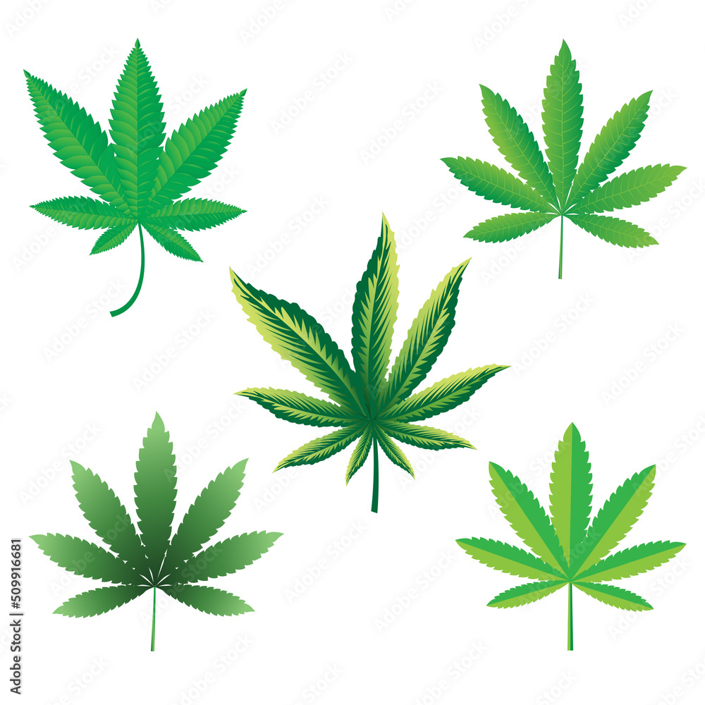 cannabis leaf cannabis leaf
