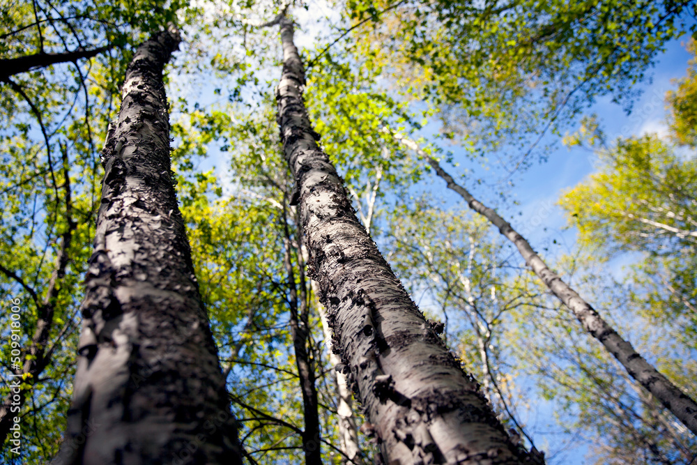 Trees along a hiking trail in Ontario, Canada.