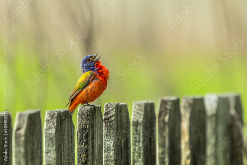 Singing Painted Bunting Perched On Fence photo
