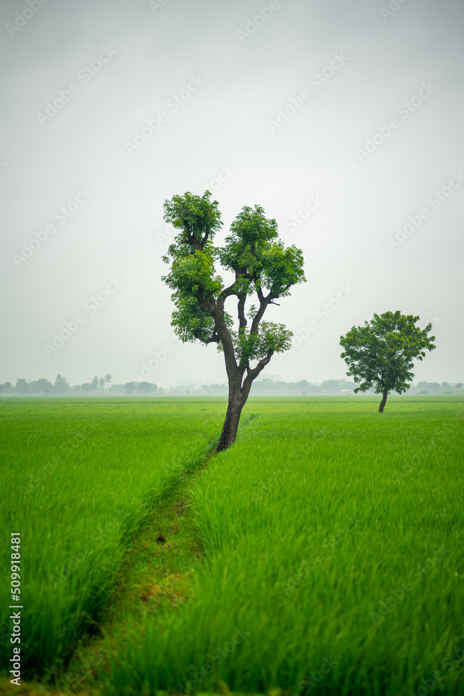 Two trees in field - lush green grass captures in village of India. Two trees in field - lush green grass captures in village of India.