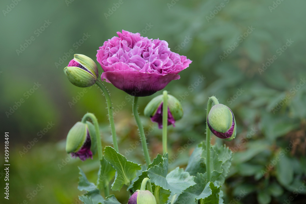 Pink poppy flower ( Papaver ) close-up on a blurred natural green background in the sunlight. Flower in the meadow. Pink poppy flower ( Papaver ) close-up on a blurred natural green background in the sunlight. Flower in the meadow.