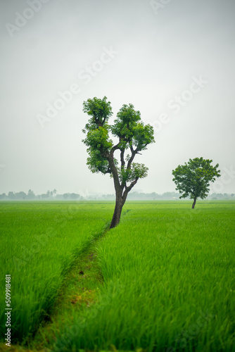 Two trees in field - lush green grass captures in village of India. 