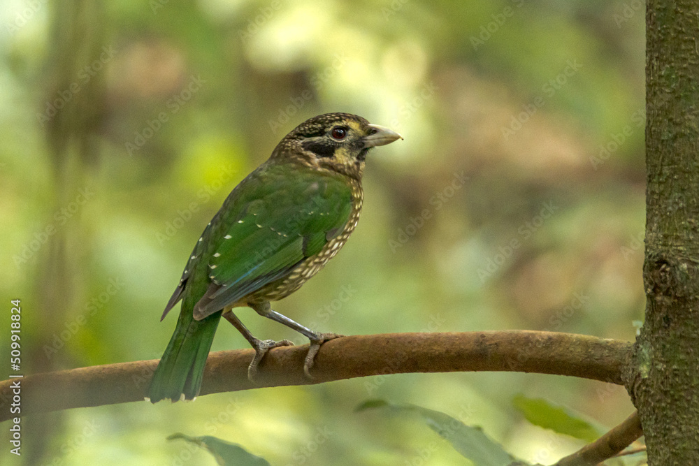 Spotted Catbird in Queensland Australia Spotted Catbird in Queensland Australia
