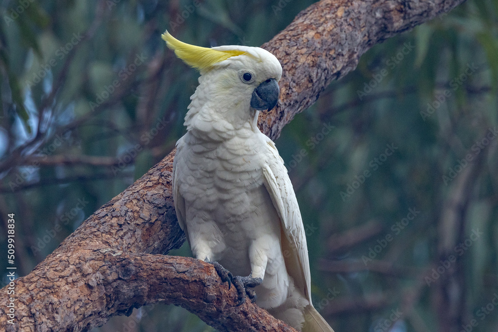 Sulphur-crested Cockatoo in Queensland Australia