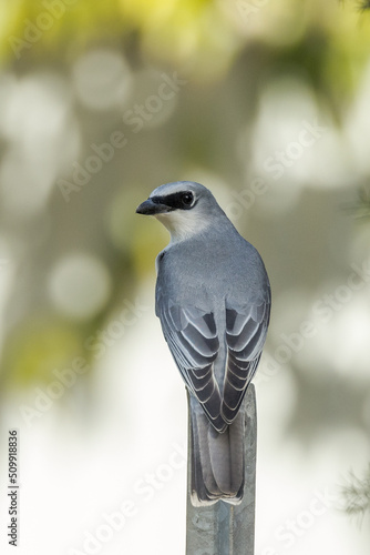 White-bellied Cuckooshrike in Queensland Australia photo