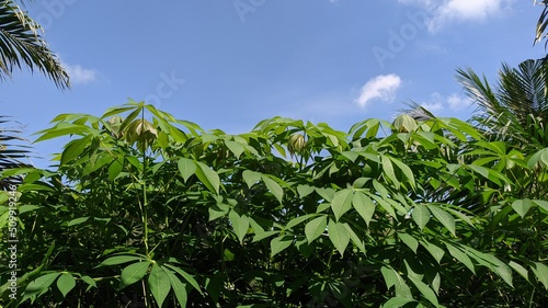 Fresh cassava leaves in the garden