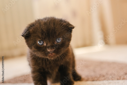 Baby kitten.Black lopeared kitten with blue eyes in a bright room. domestic kitten.Pet. British shorthair black kitten. 