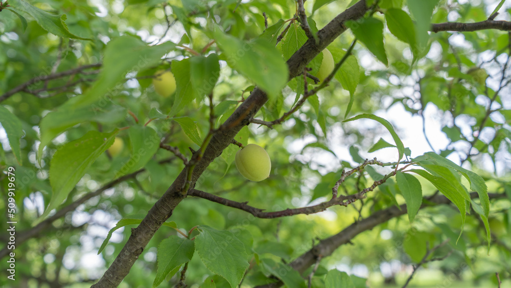 日本の梅の実・Japanese apricot