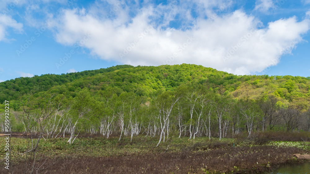 Fototapeta premium 白樺と山の木々