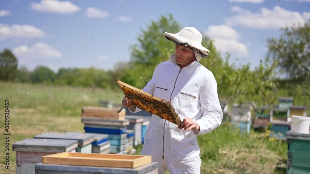 Adult man apiarist takes a frame out of a hive. Beekeeper watches his bees intently. Numerous insects flying around. Sunny day blurred backdrop. Adult man apiarist takes a frame out of a hive. Beekeeper watches his bees intently. Numerous insects flying around. Sunny day blurred backdrop.