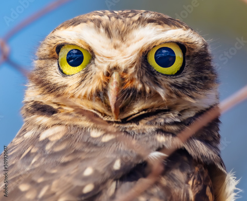 great horned owl © Jarbas
