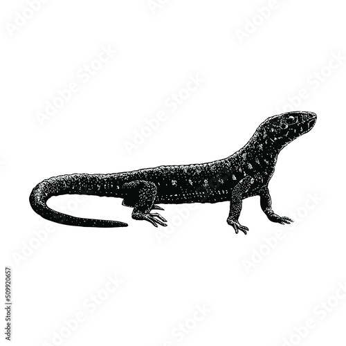 Yellow Spotted Lizard hand drawing vector illustration isolated on background