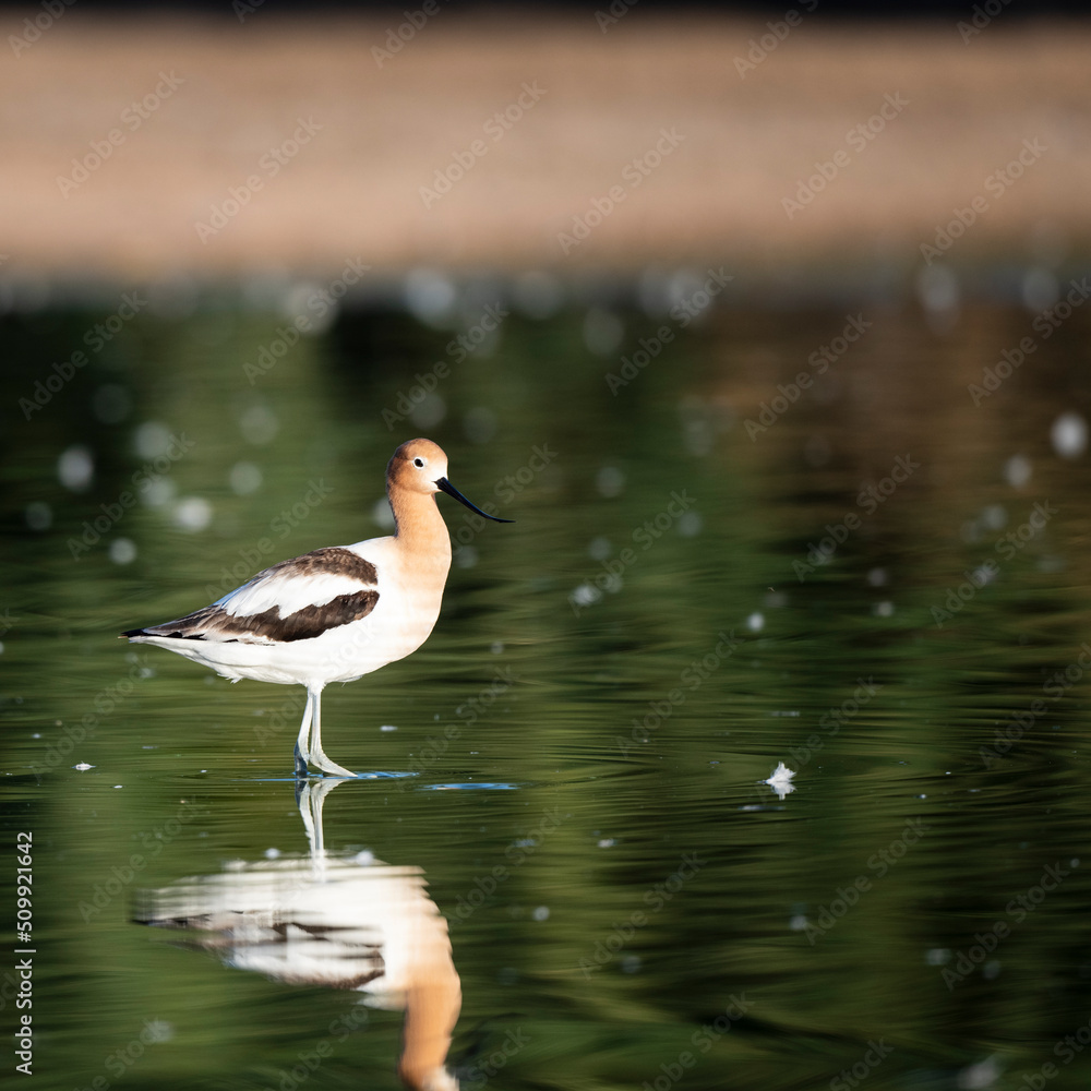 Obraz premium Photograph of an American Avocet 