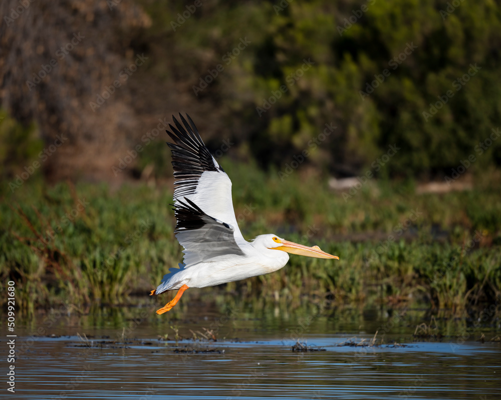 Photograph of a American White Pelican flying