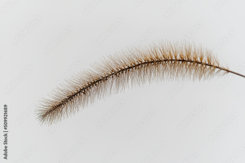 Foxtail grass is isolated against white background. Foxtail grass is isolated against white background.