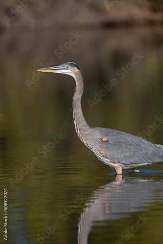 Photograph of a Great Blue Heron  © Christopher