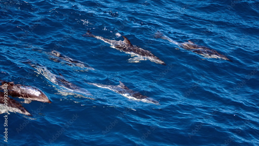 Naklejka premium School of dusky dolphins (Lagenorhynchus obscurus) in the Atlantic Ocean, near the Falkland Islands
