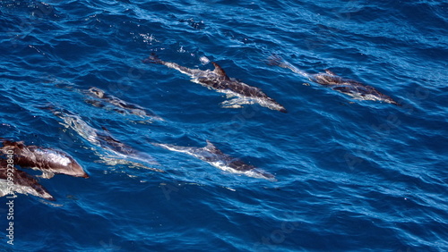 Print op canvas School of dusky dolphins (Lagenorhynchus obscurus) in the Atlantic Ocean, near t