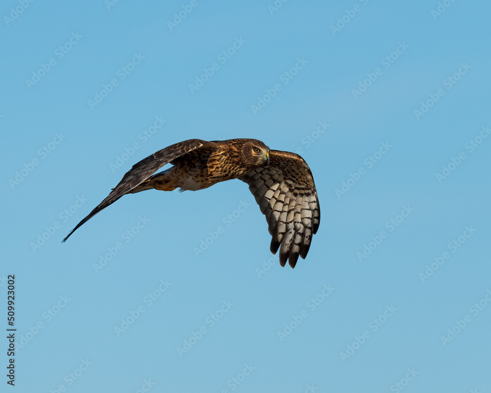 Photgraph of a Harrier Hawk Photgraph of a Harrier Hawk