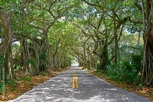 Covered banyan tree tunnel in Stuart, Florida photo