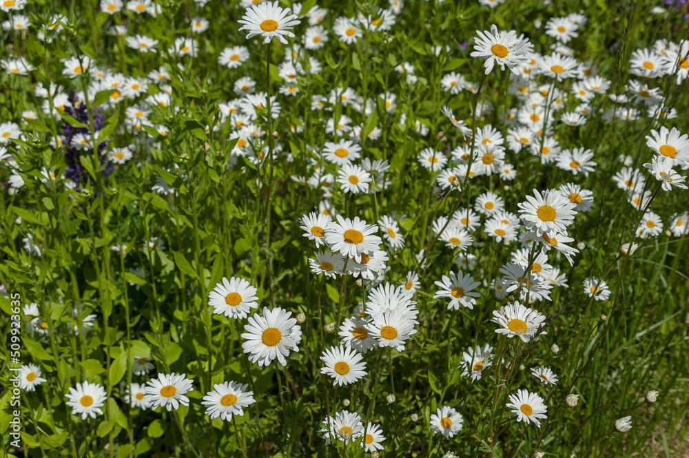 A lot of daisies on the lawn in the city of Moscow