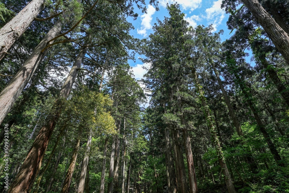 青空バックに見上げる神社の大きな杉並木の情景＠福井