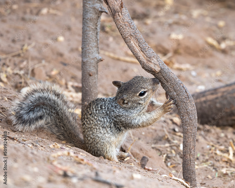Photograph of a Rock Squirrel 