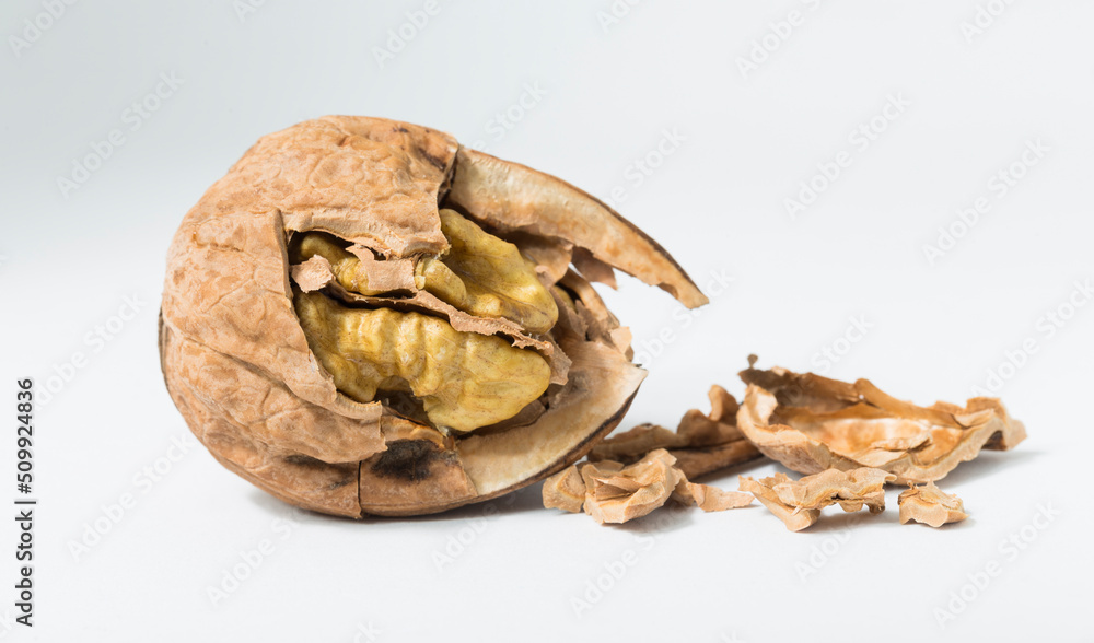 Walnuts are rounded, single-seeded stone fruits of the walnut tree. Cracking a nut. Walnuts are rounded, single-seeded stone fruits of the walnut tree. Cracking a nut.