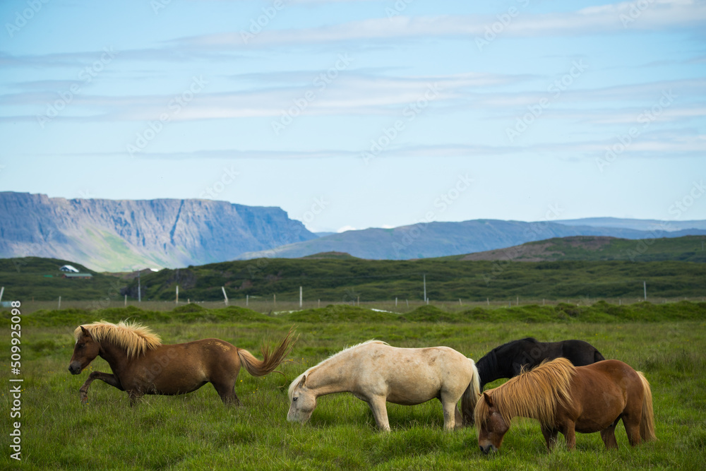Naklejka premium Beautiful of Icelandic horse in Iceland.