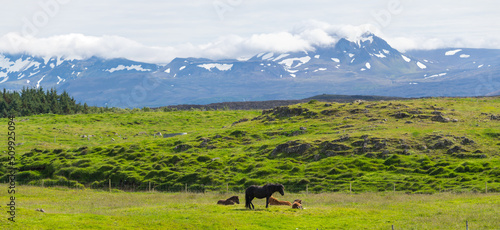 Fototapeta Naklejka Na Ścianę i Meble -  Beautiful of Icelandic horse in Iceland.