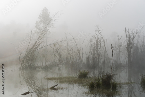 View of dead trees standing in the peaceful lake in the morning with foggy