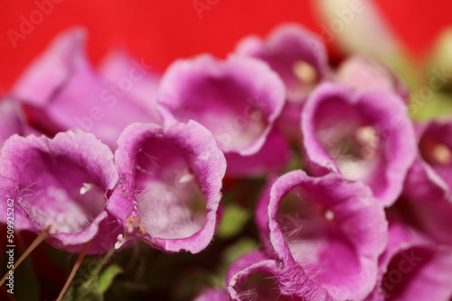 Wild purple flower blossom close up modern botanical background purpurea digitalis family plantaginaceae high quality big size print