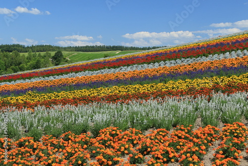 花風景