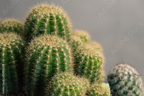 Minimal green cactus houseplant on blur background