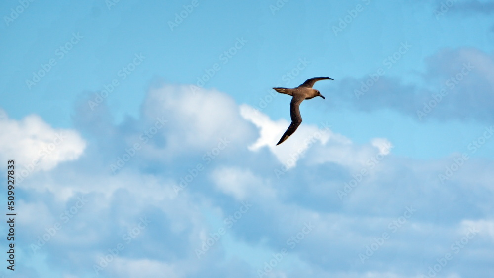 Sooty albatross (Phoebetria fusca) flying above the Atlantic Ocean, near the Falkland Islands Sooty albatross (Phoebetria fusca) flying above the Atlantic Ocean, near the Falkland Islands