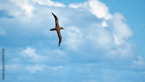 Sooty albatross  Phoebetria fusca  flying above the Atlantic Ocean  near the Falkland Islands