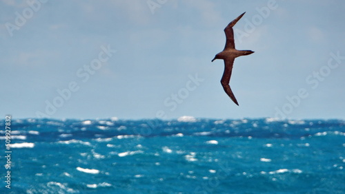 Sooty albatross (Phoebetria fusca) flying above the Atlantic Ocean, near the Falkland Islands