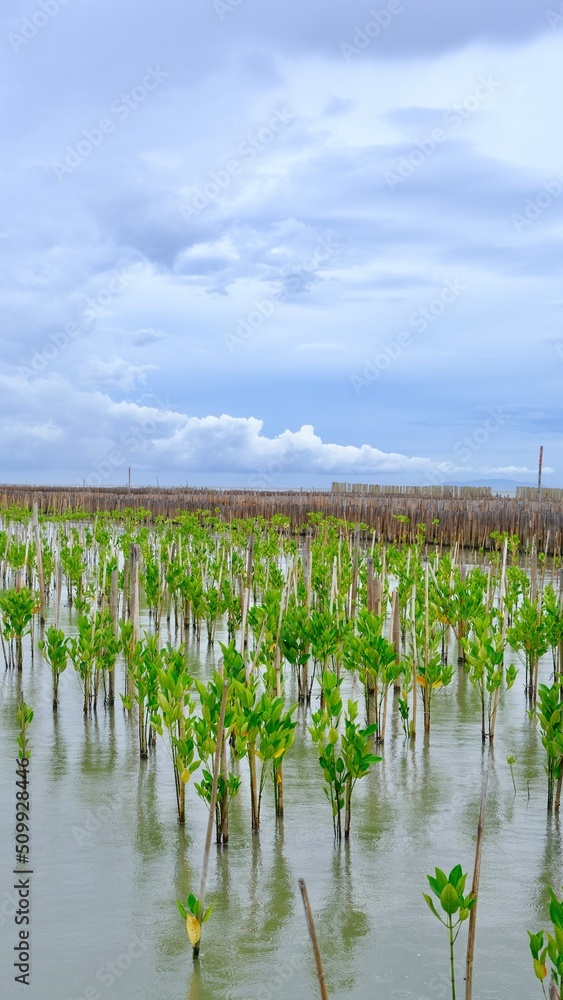 Obraz premium Young mangrove trees at tropical mangrove forest in tropical wetland area, Thailand.