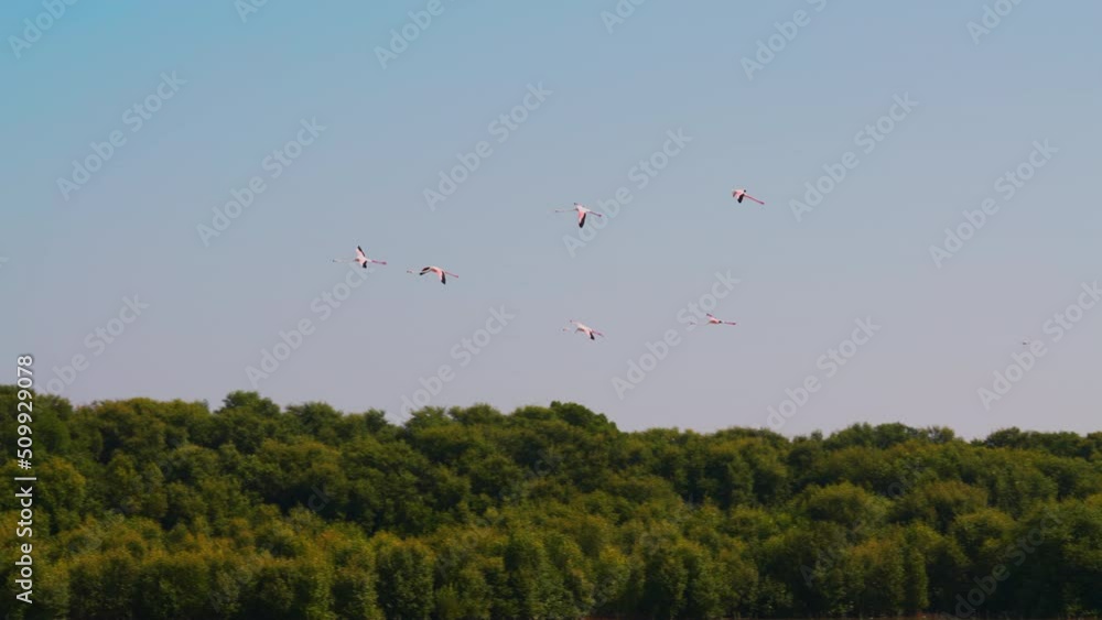 Flamingos Flying in the Sky Above the Lake in Ras al Khor Wildlife Sanctuary Flamingos Flying in the Sky Above the Lake in Ras al Khor Wildlife Sanctuary