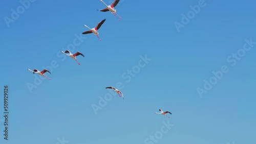 Flamingos Flying in the Sky Above the Lake in Ras al Khor Wildlife Sanctuary