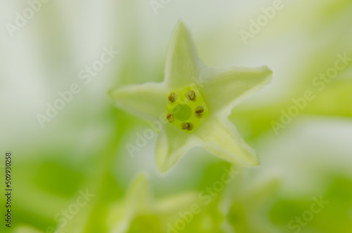 
macro photo of a delicate wildflower photo