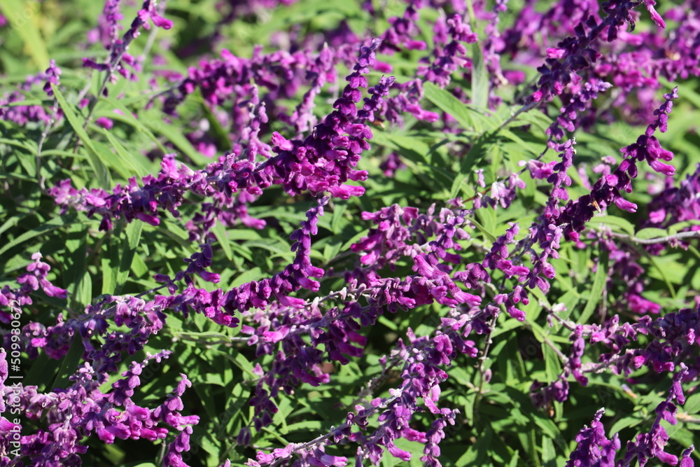 秋の日本の公園に咲く紫色のメキシカンブッシュセージの花