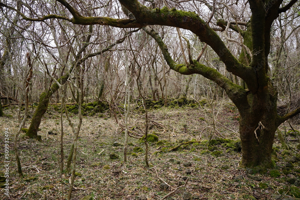 Fototapeta premium vines and old trees in deep forest