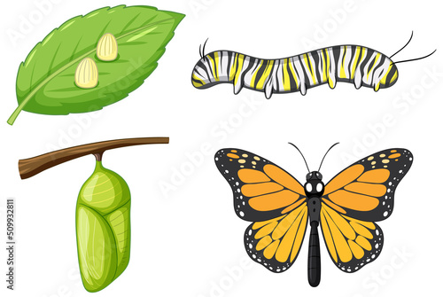 Life Cycle of Monarch Butterfly