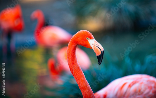 Close up portrait of pink Flamingo in nature. Phoenicopterus ruber in close contact with the female. Beauty Flamingos. © Volodymyr