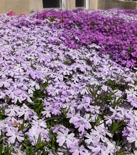 a blanket of pinks 