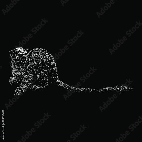 Geoffroys Tamarin hand drawing vector illustration isolated on black background
