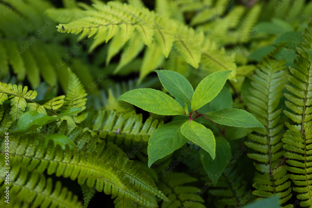 Ferns and a little green plant in the shade Ferns and a little green plant in the shade