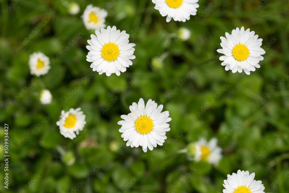 Obraz premium white daisy flowers in meadow closeup selective focus
