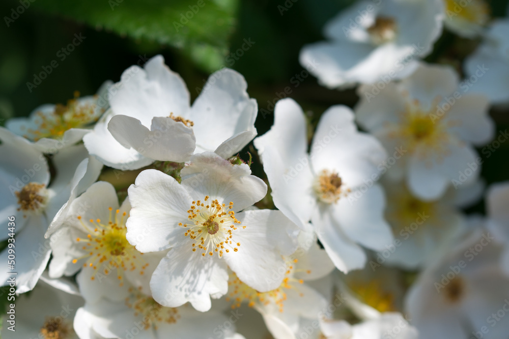 White rosa multiflora flowers closeup selective focus White rosa multiflora flowers closeup selective focus